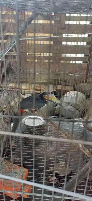 Liberadas más de 80 ejemplares de fauna silvestre que fueron recuperados por la CDMB - imagen 2