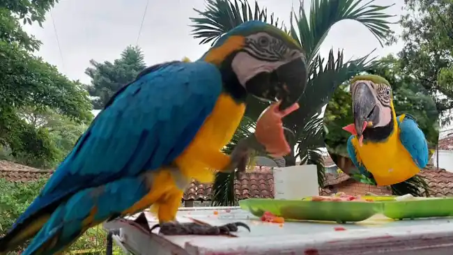 Video Se investiga muerte de Guacamaya que fue envenenada en Floridablanca