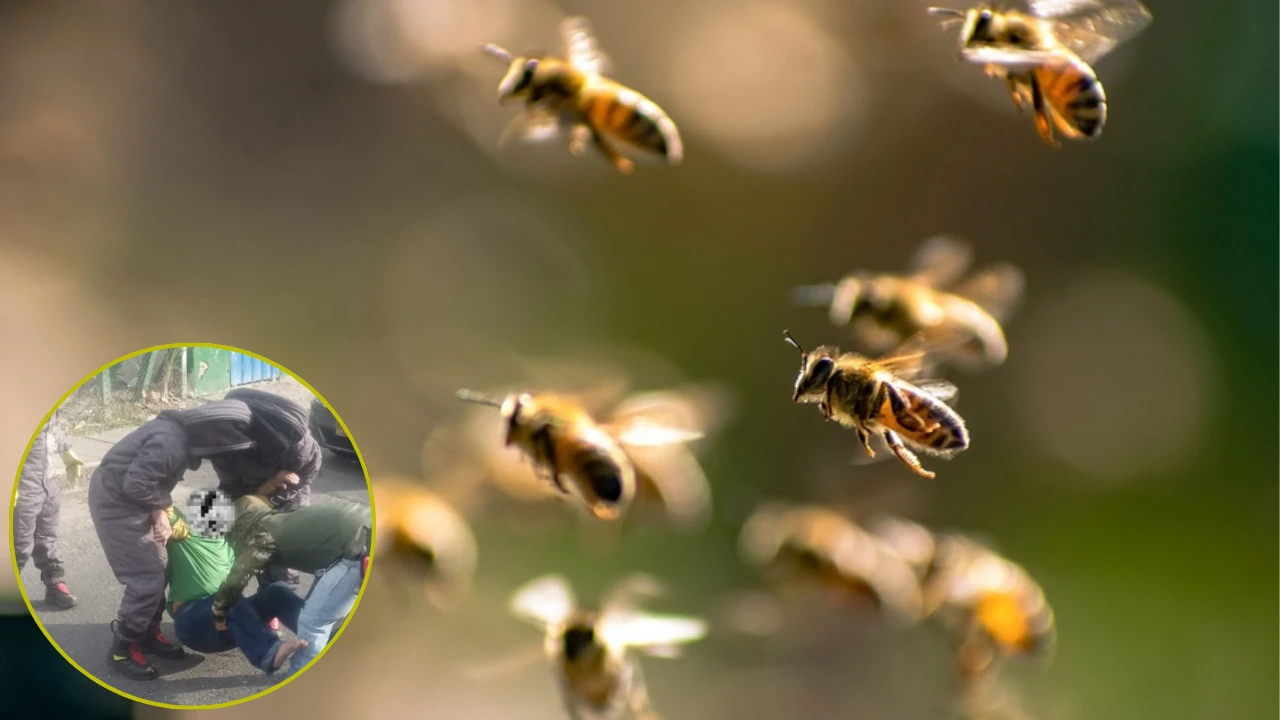 Enjambre de abejas desató el pánico en el barrio Manzanares, un hombre de la tercera edad fue atacado.