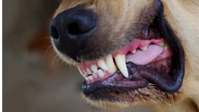 Perro atacó a un menor en Girón; familia exige control en zonas residenciales.