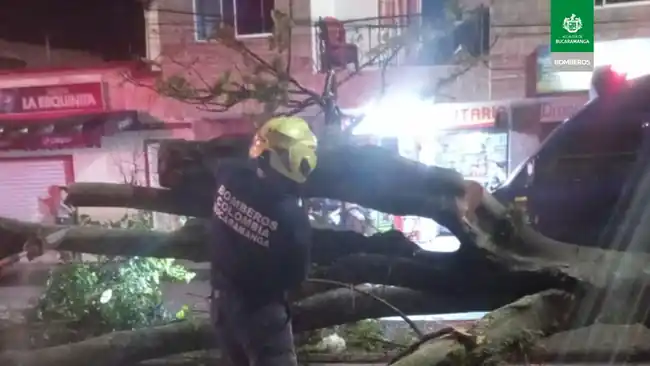 Taxista herido y dos vehículos afectados dejó la caída de un árbol en la 45 - imagen 2