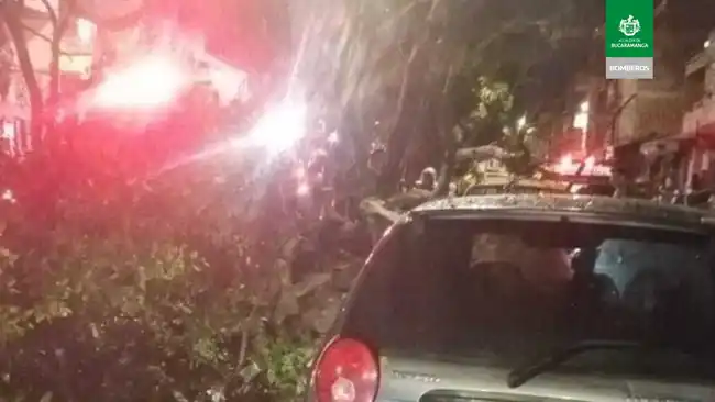 Taxista herido y dos vehículos afectados dejó la caída de un árbol en la 45 - imagen 3