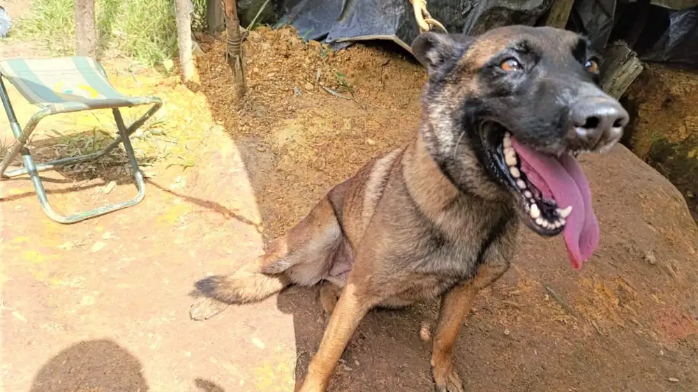 Sansón, valiente perro que perdió una pata al salvar a 36 personas de una mina - imagen 2