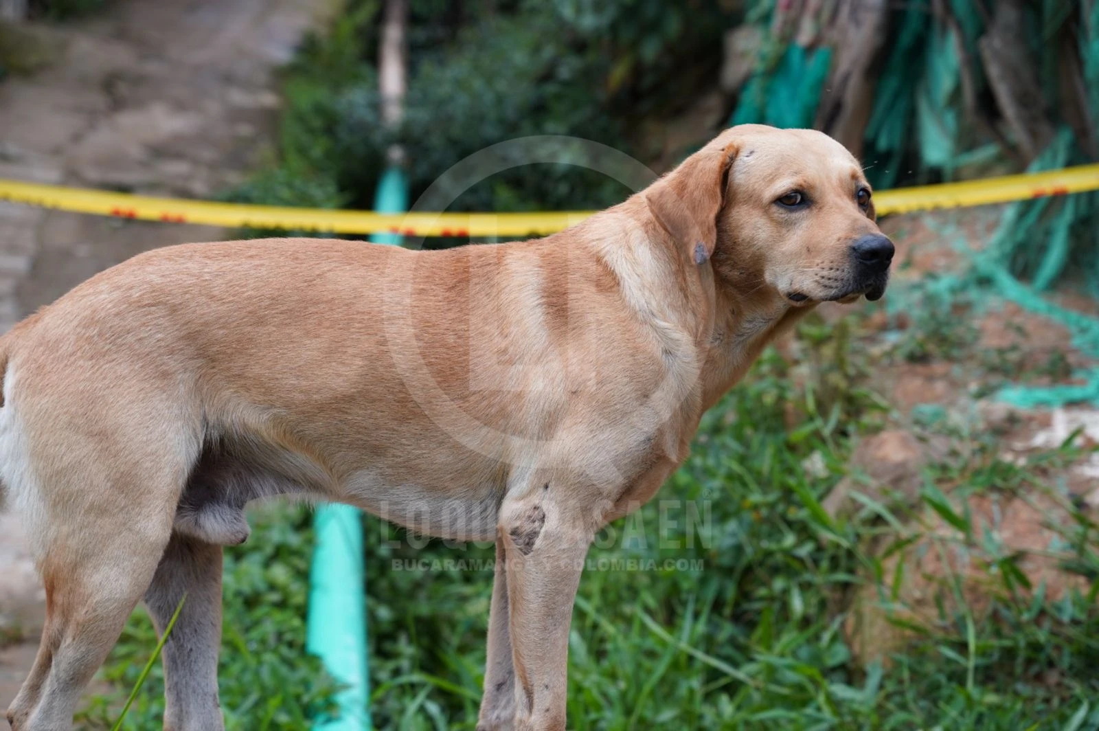 Su mirada lo dice todo: La otra cara del dolor en Floridablanca: el perrito que no quiso dejar solo a su amo - imagen 3