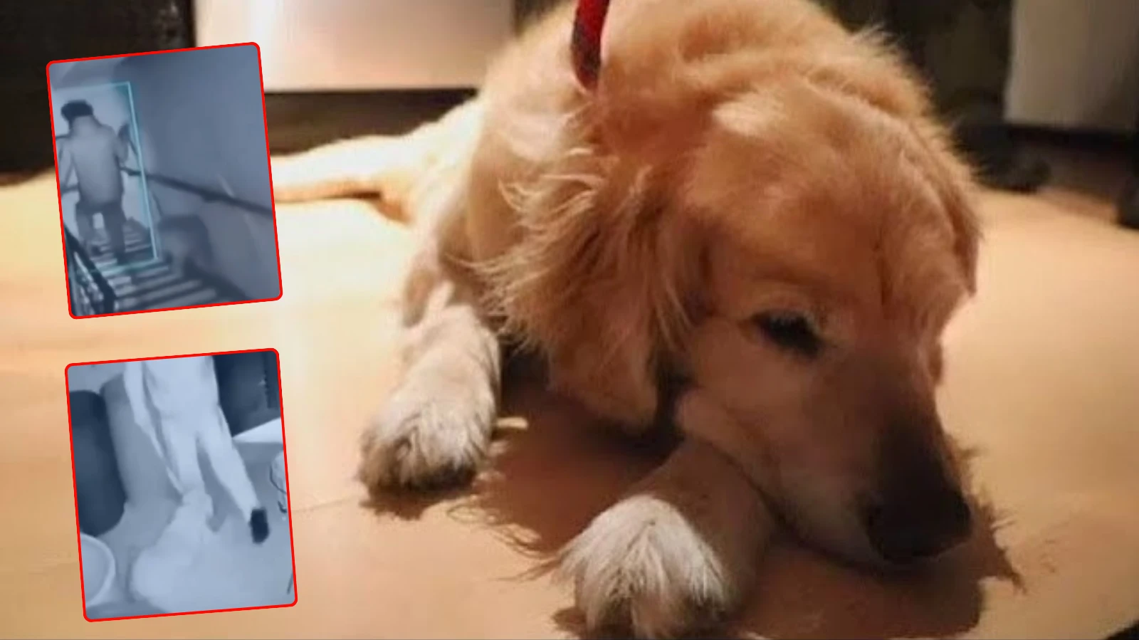 Hombre fue grabado golpeando a su perro. El video ha causado indignación