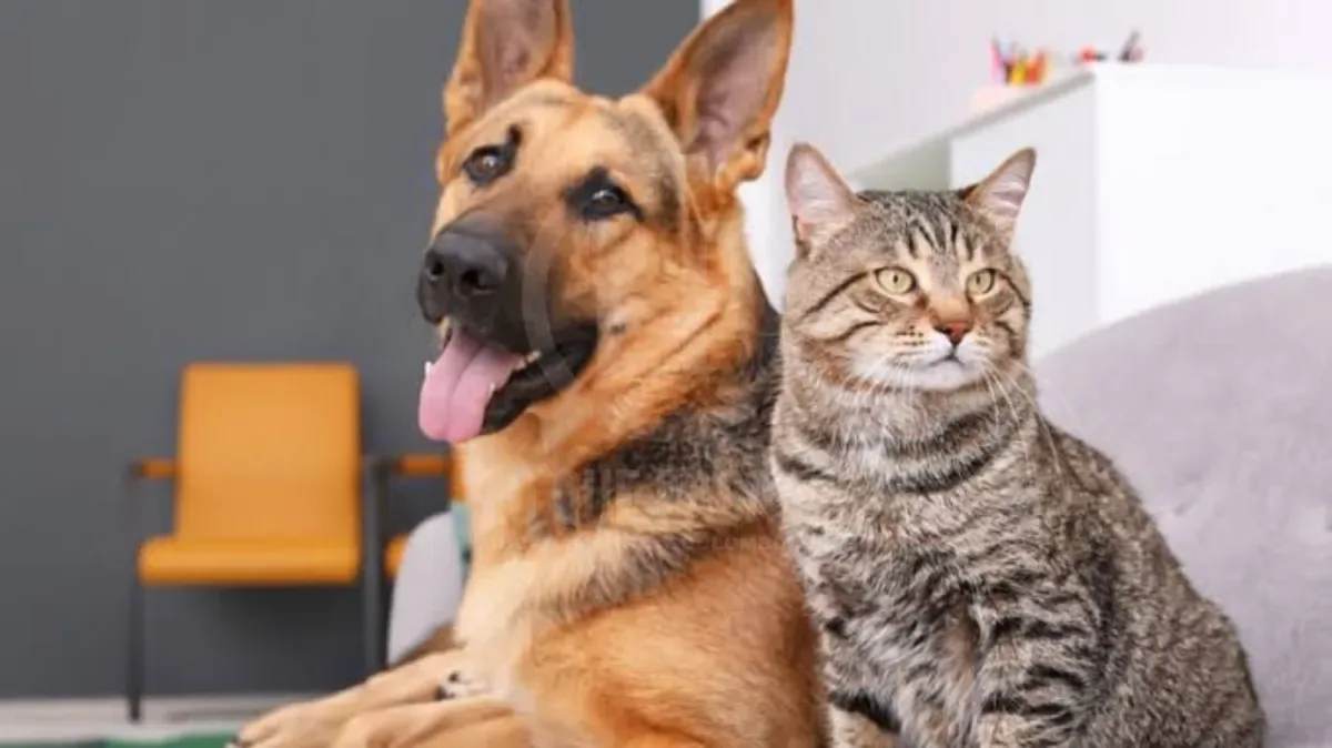 Colombia busca destinar $26.500 millones para esterilizar perros y gatos en todo el país