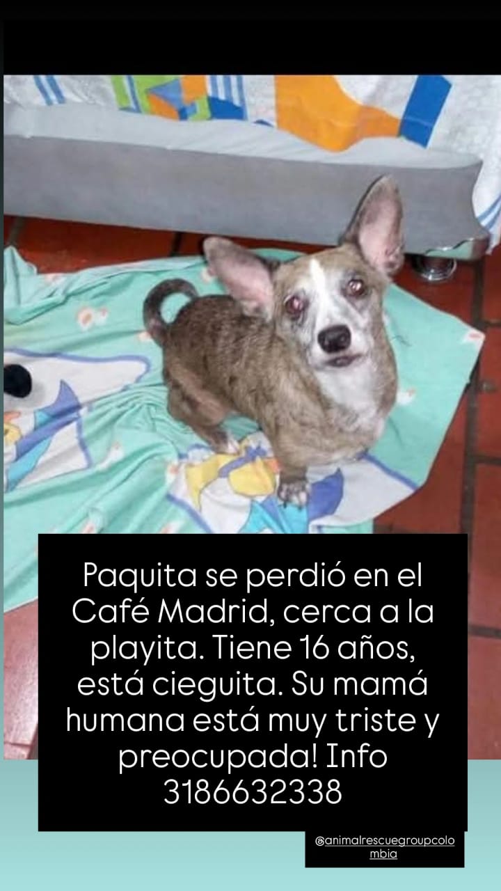La perrita una perrita