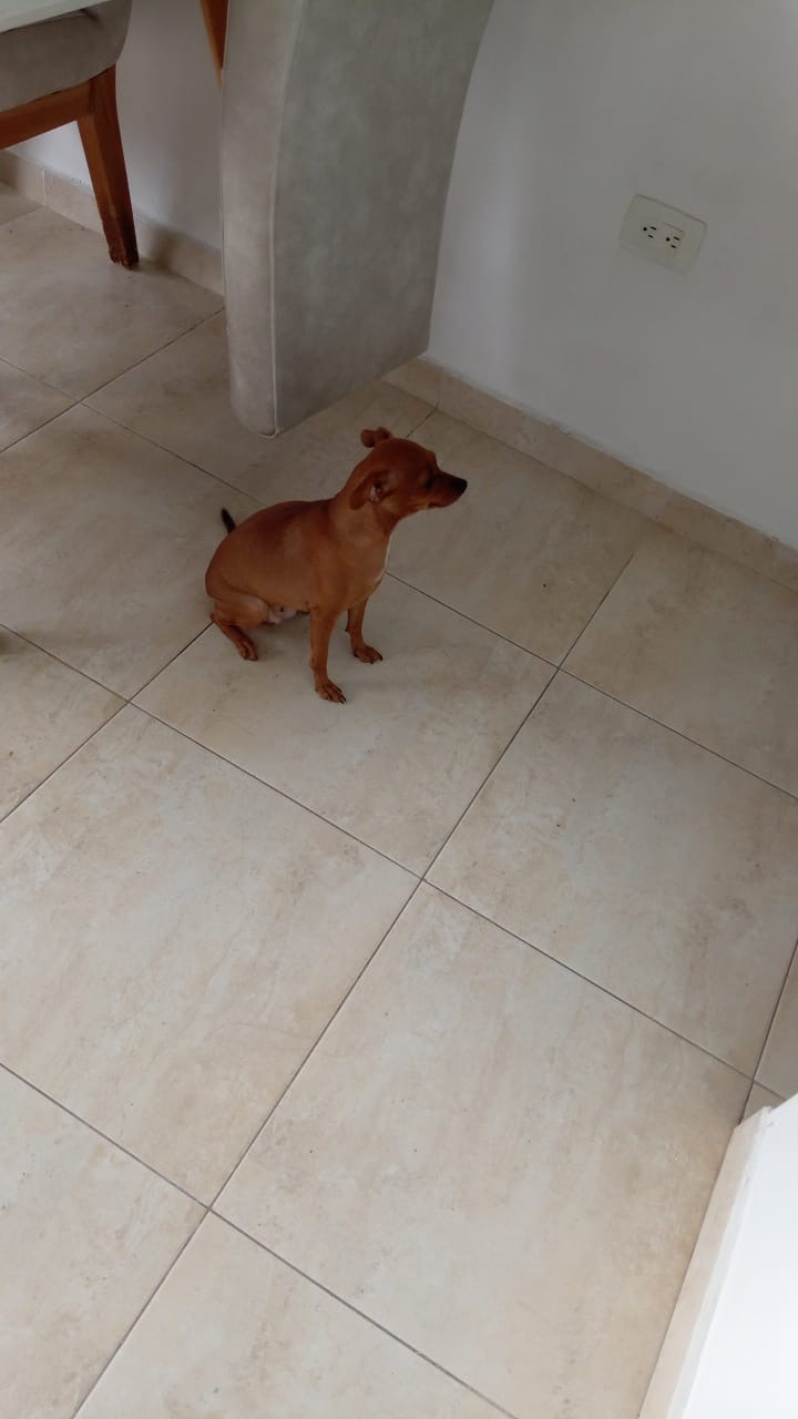 🐾 ¡PERRITA PERDIDA EN PROVENZA!
