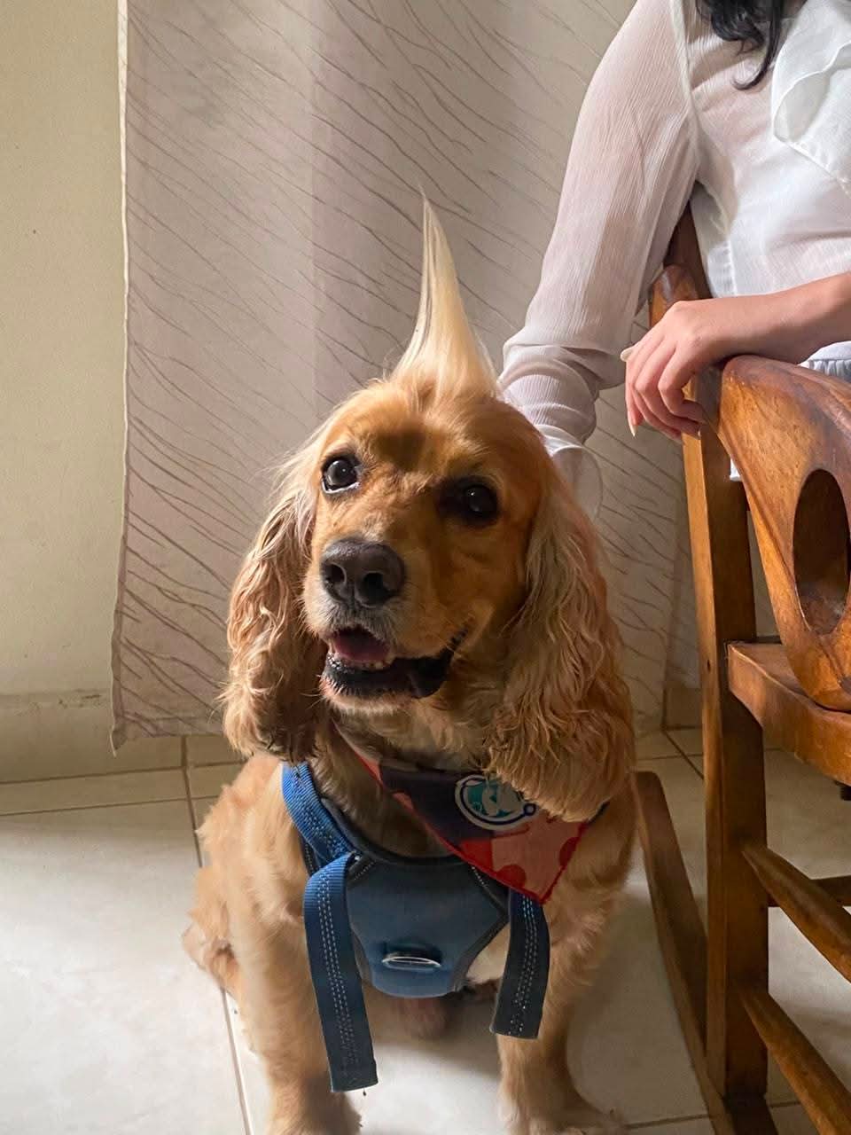 Se busca: Perro Cocker llamado SAM