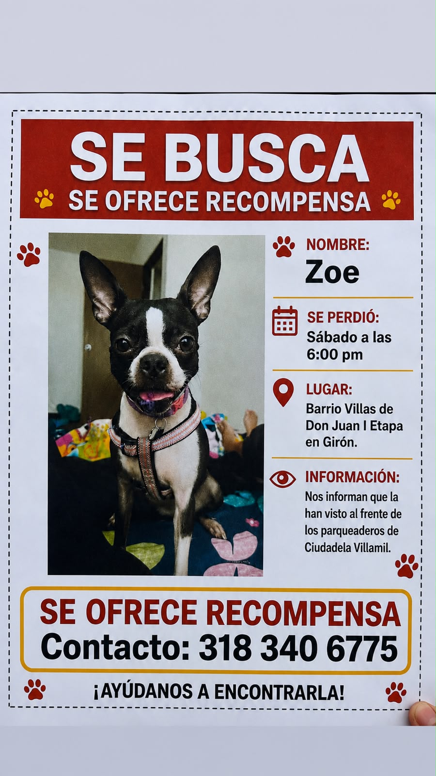 Perrita extraviada