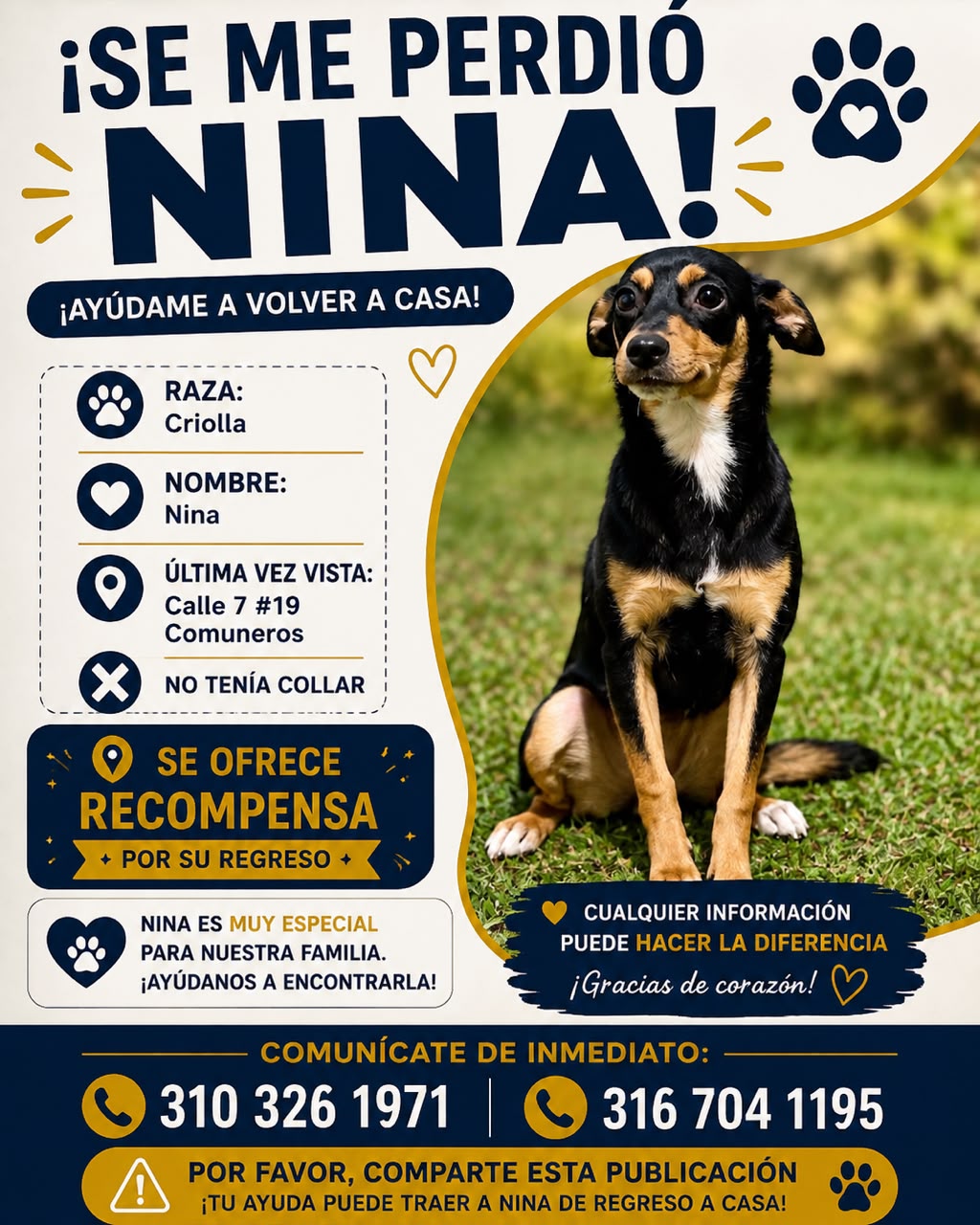 Se me perdió mi perrita por la calle 7 y 8 con carrera 19