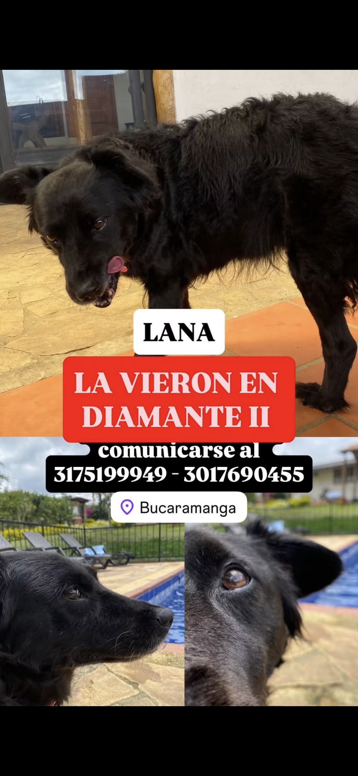 Perrita perdida